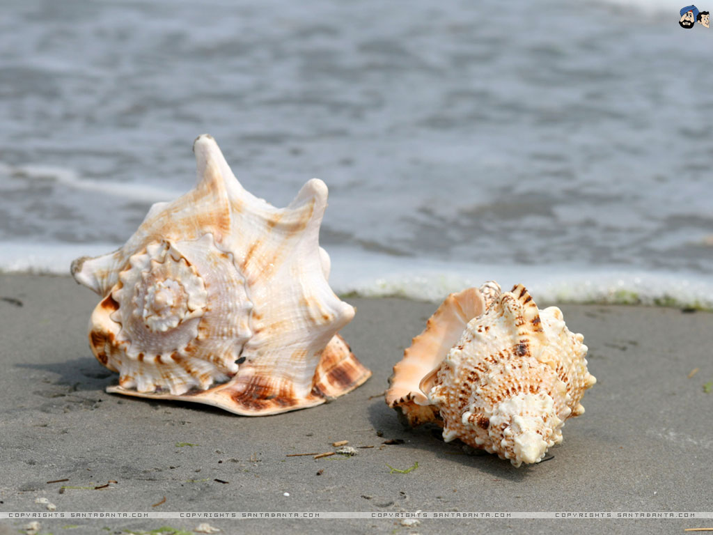 beautiful sea shells