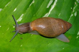 Top 10 Famous Animals that Hibernate - Find out Why! - inspirich