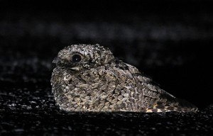 Top 10 Famous Animals that Hibernate - Find out Why! - inspirich