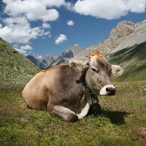 cow