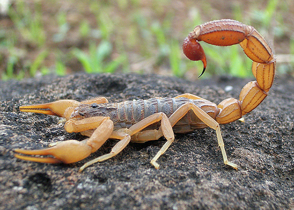 deathstalker-scorpion