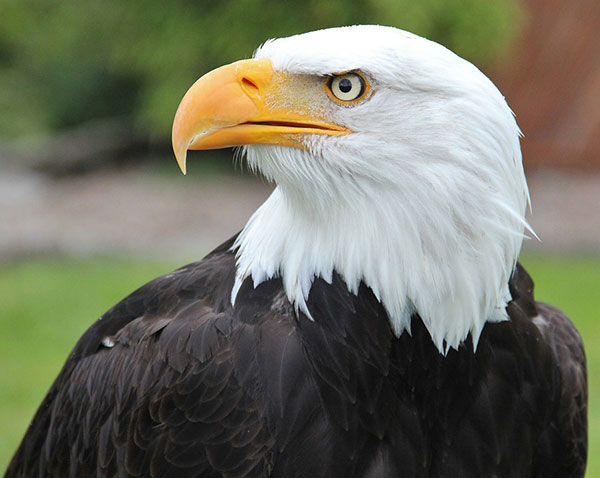 eagle