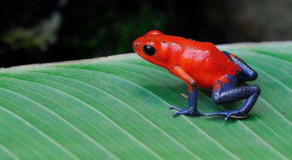 poison-dart-frog