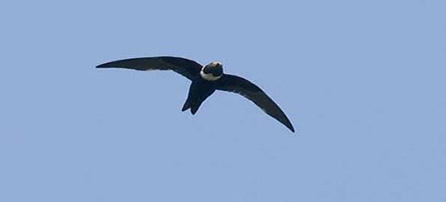 spine tailed swift
