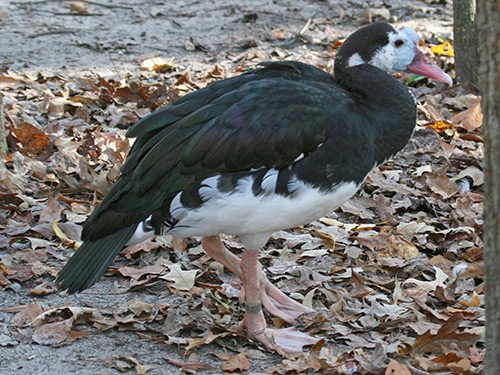spur winged goose