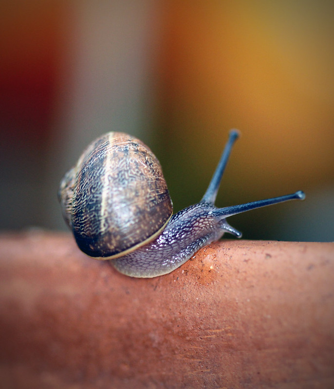 Snail (Garden Snail)