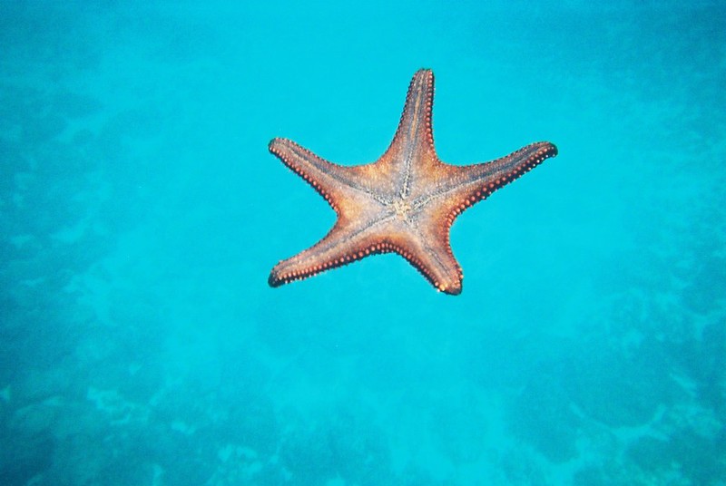 StarFish