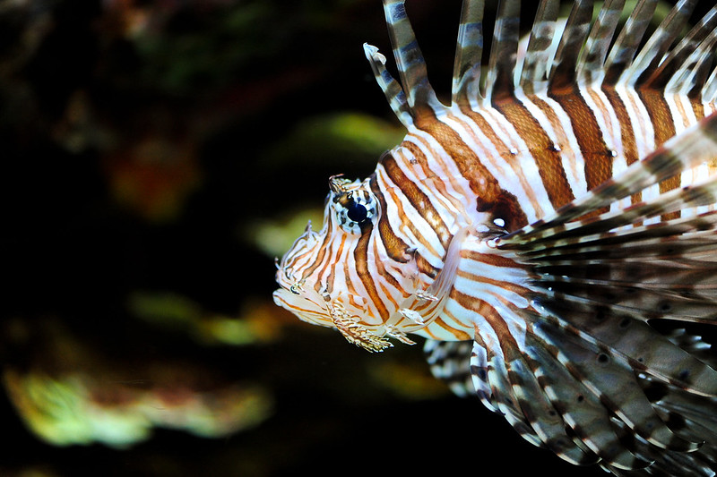 Tiger Fish