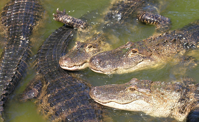 Alligators aren’t Naturally Aggressive towards Human