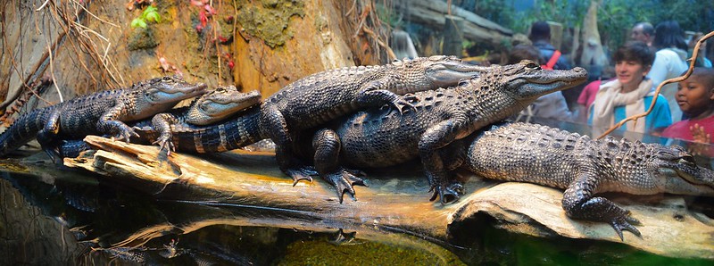 Alligators are Family-oriented