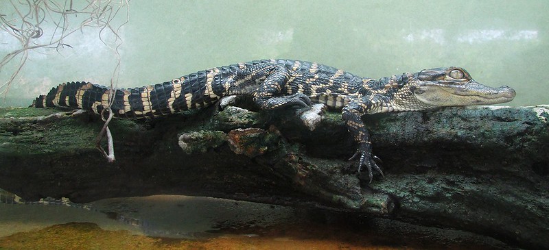 Alligators have continuous Growth