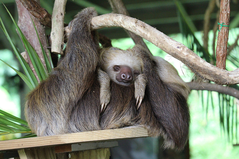 Communicate with the Sloth