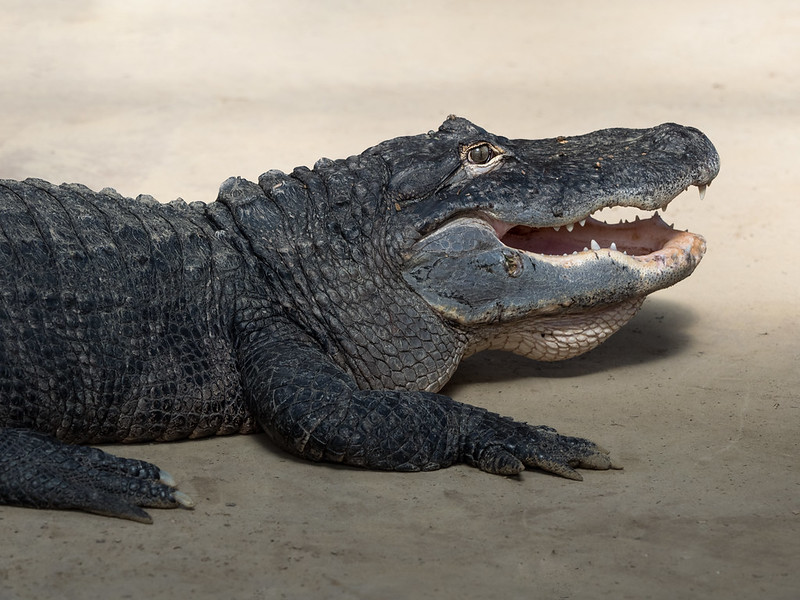 Alligators are Vocal Reptiles