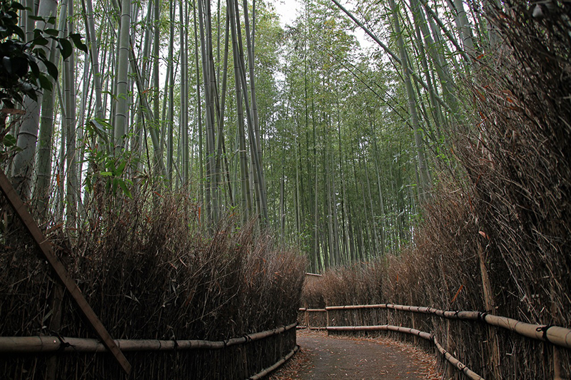 The Bamboo Groves of Arashiyama