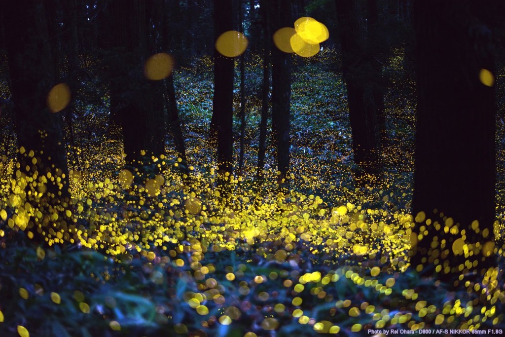 Best Locations to See Fireflies in Different Parts of the World - inspirich