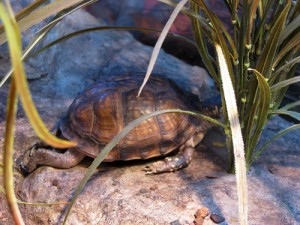 Top 10 Famous Animals that Hibernate - Find out Why! - inspirich