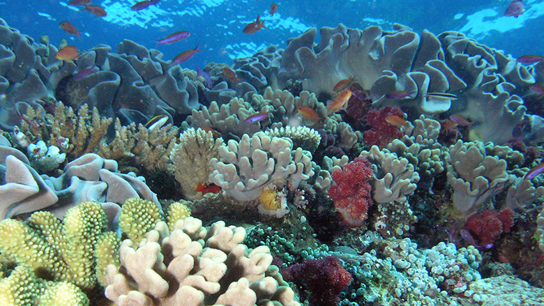 9 Best and Beautiful Coral Reefs - inspirich