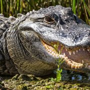 Alligators are Extremely Toothy